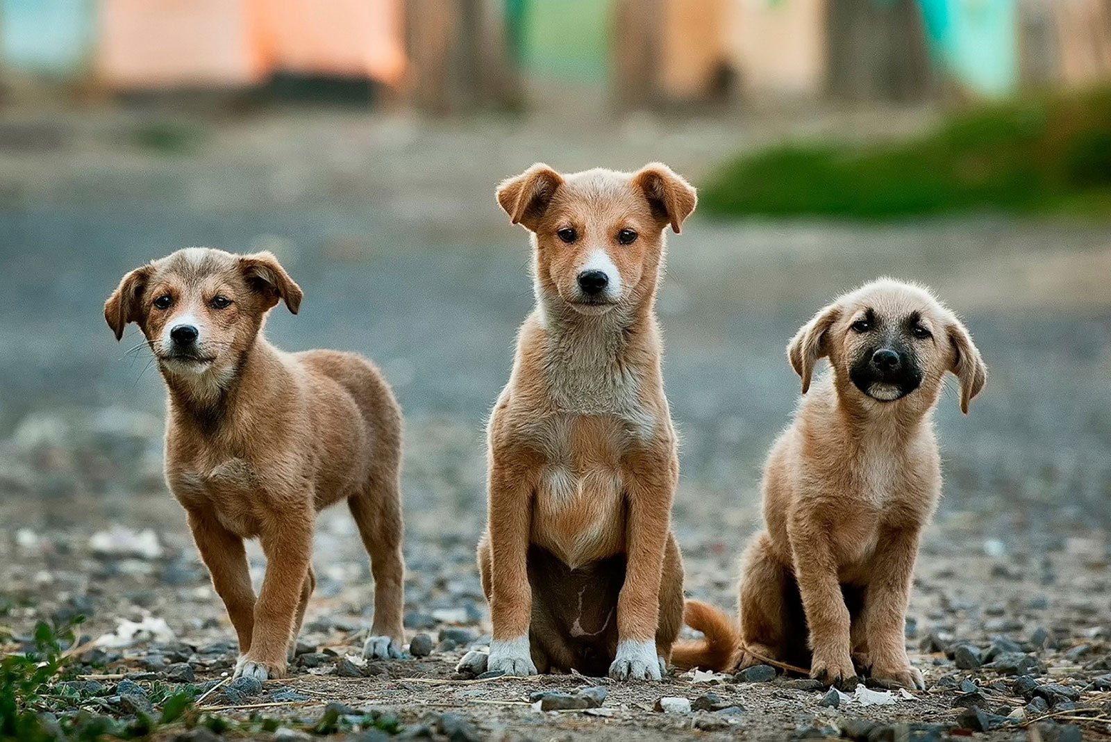 Indicaciones Médicas Perros y perras