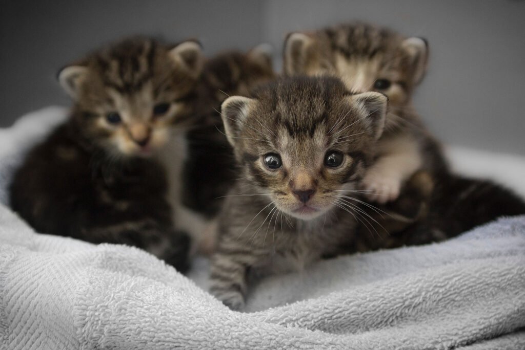 gatitos