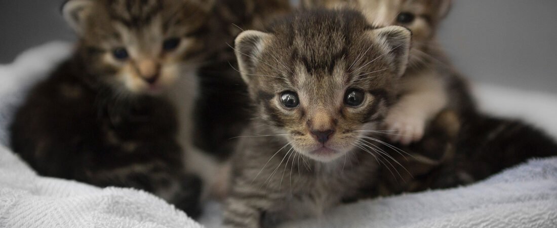 Indicaciones Médicas Gatos y Gatas