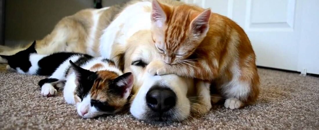 Día Mundial de los Animales