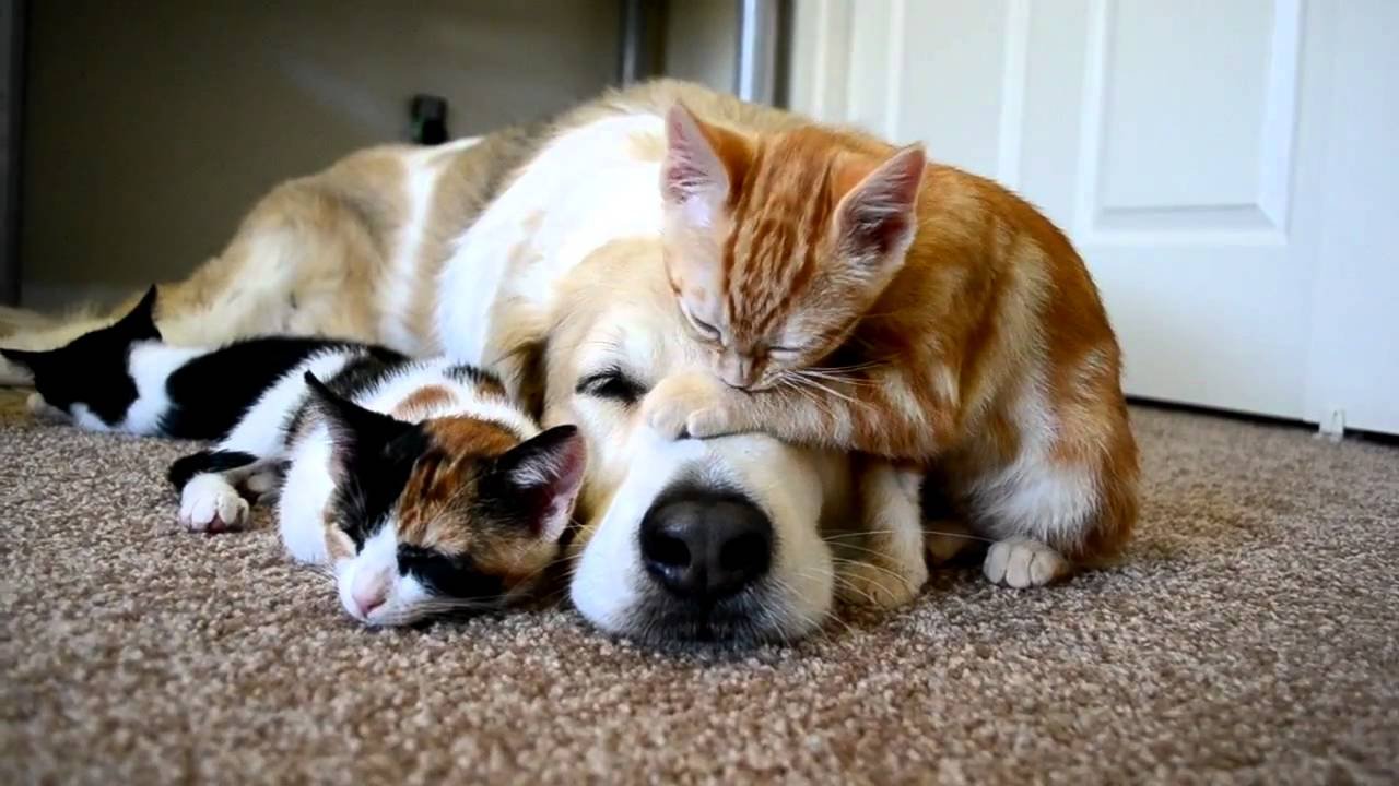 Día Mundial de los Animales
