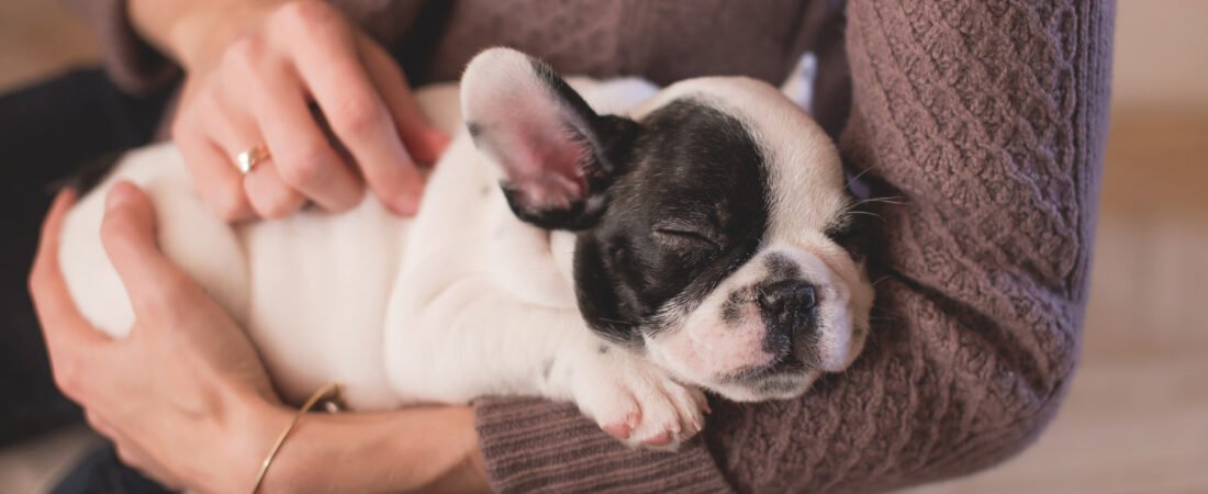 7 Consejos para calmar a tu perro durante los fuegos artificiales.