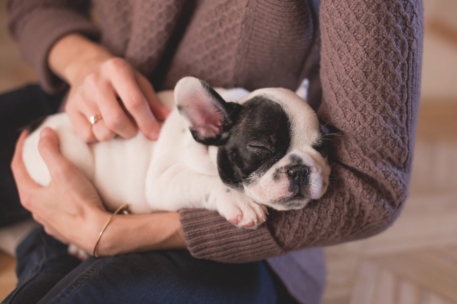 7 Consejos para calmar a tu perro durante los fuegos artificiales.