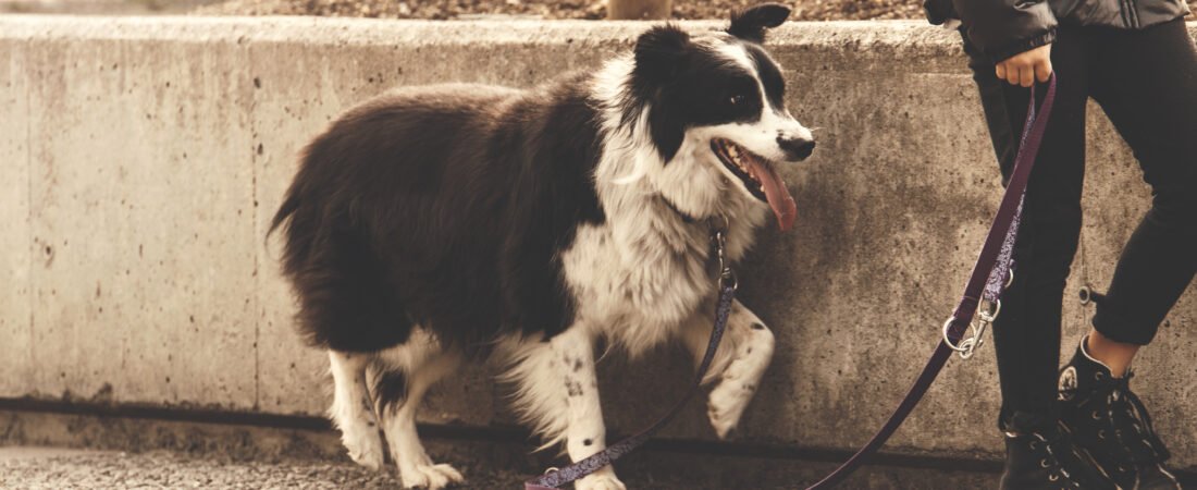 8 Ventajas de adoptar un  Perro Adulto