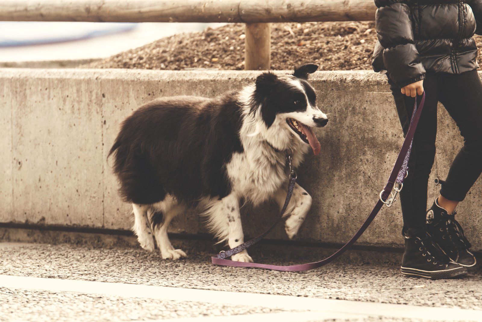 8 Ventajas de adoptar un  Perro Adulto