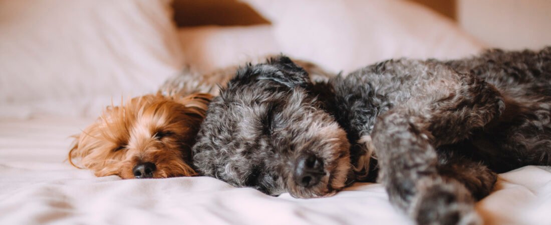 9 Consejos para que tu mascota no pase frío en Invierno