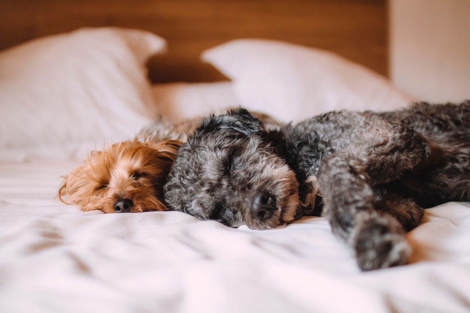 9 Consejos para que tu mascota no pase frío en Invierno