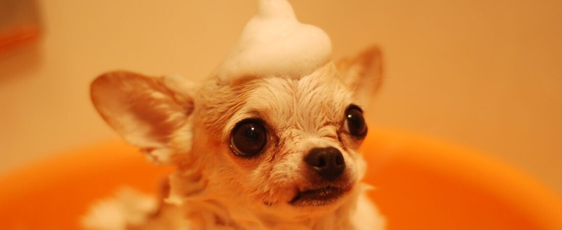 Tu mascota merece un baño seguro y agradable. ¿Cómo lograrlo?