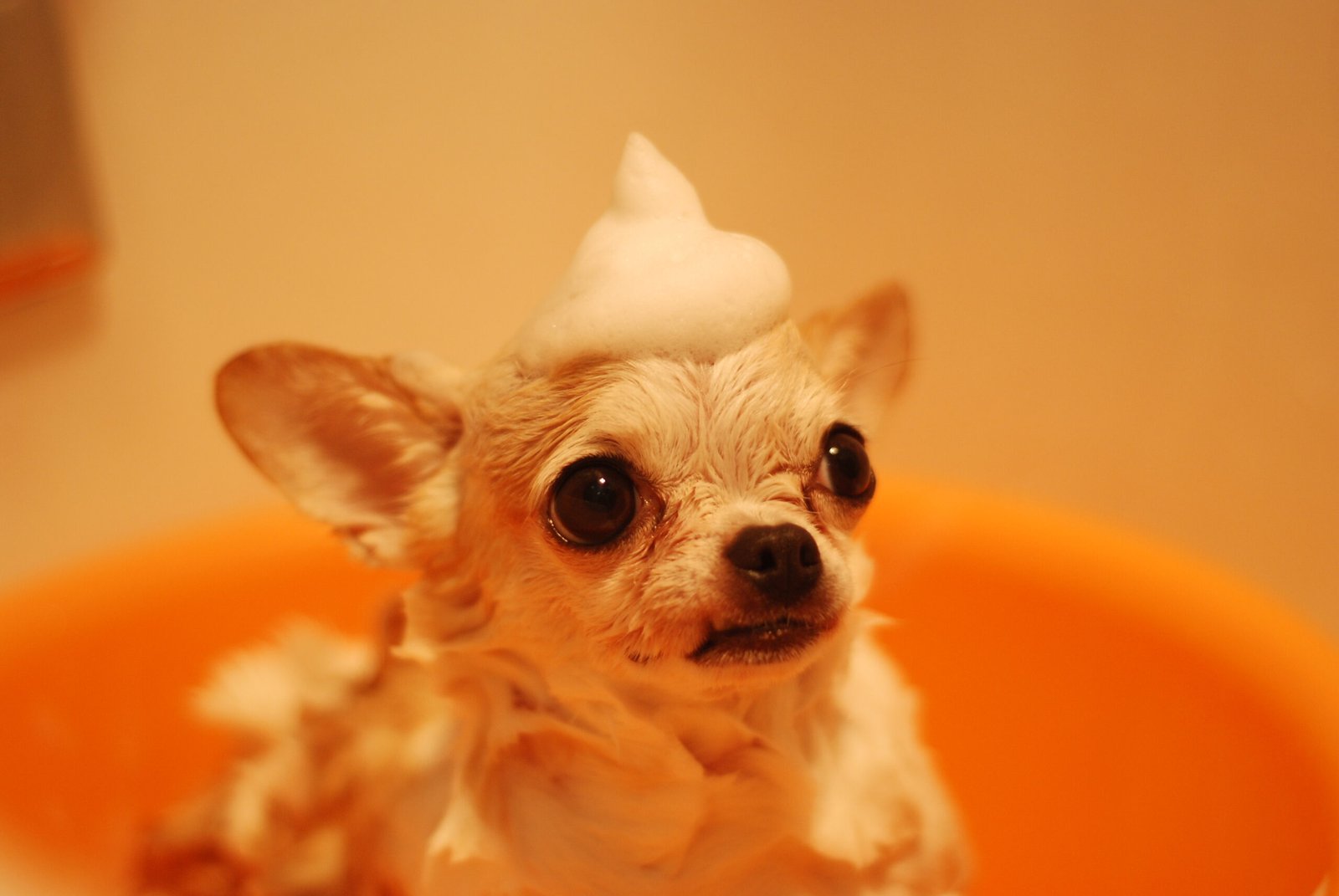 Tu mascota merece un baño seguro y agradable. ¿Cómo lograrlo?