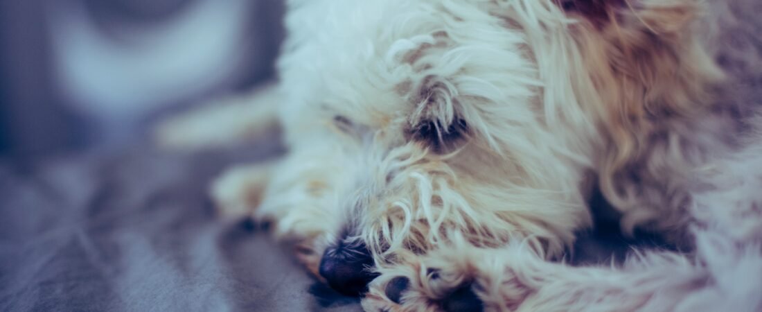 Ventajas de Tener un Perro Mestizo