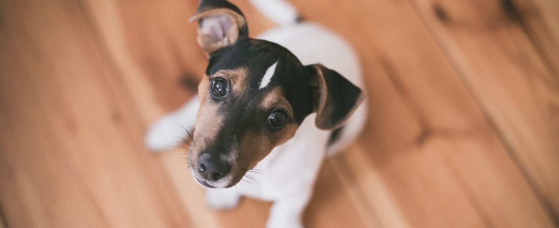 Ventajas de Tener un Perro en Casa