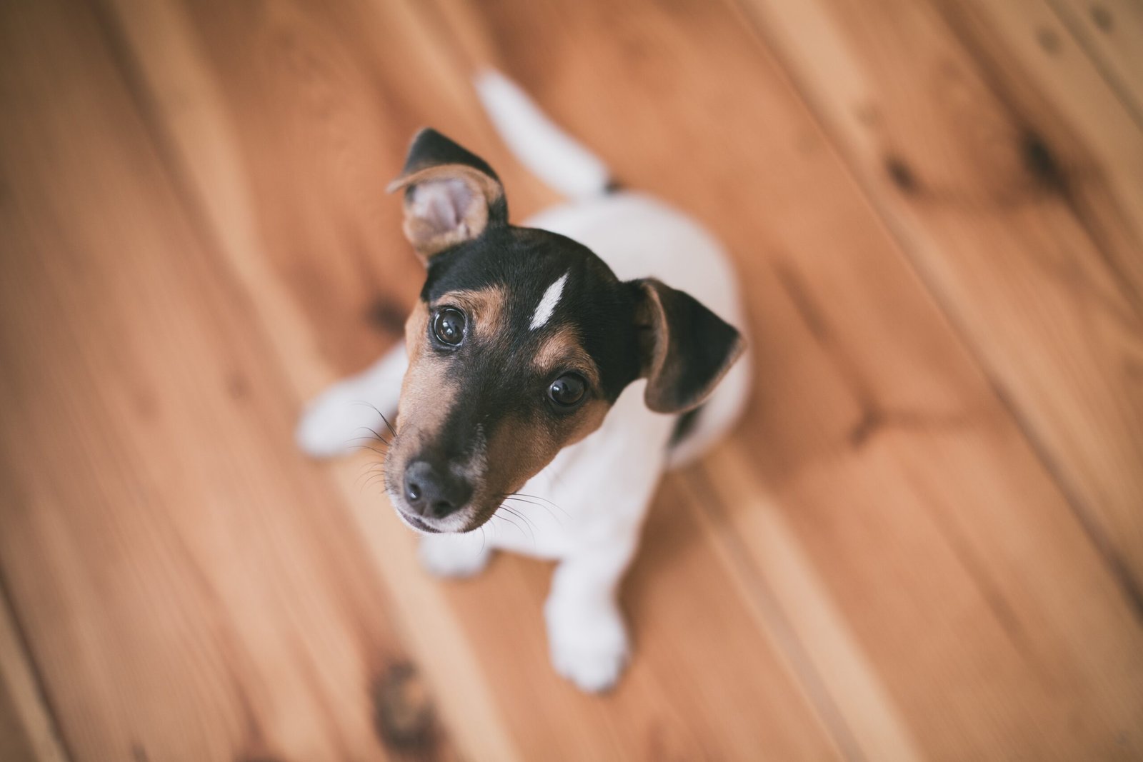 Ventajas de Tener un Perro en Casa