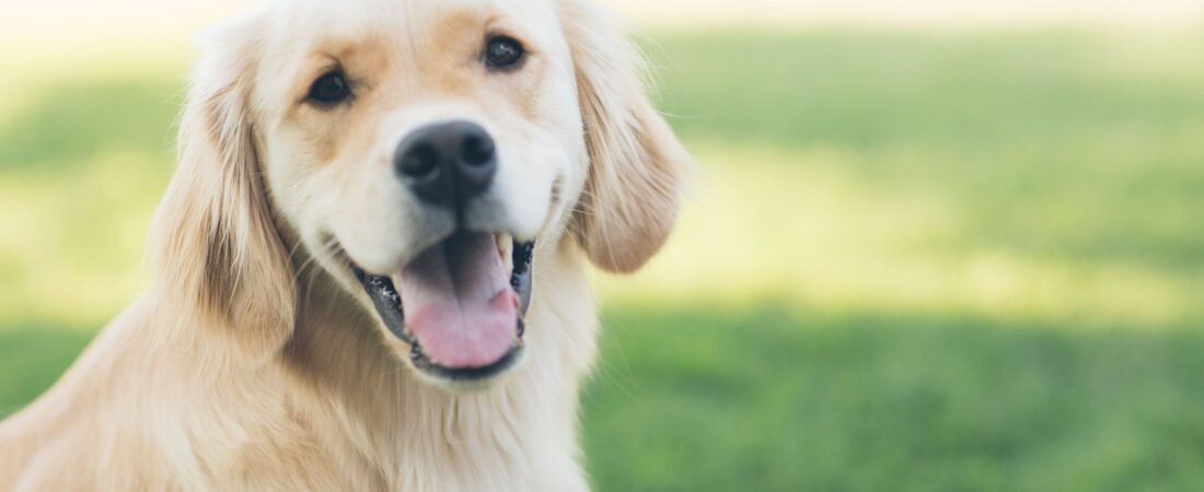 Evita los golpes de Calor de tu Mascota