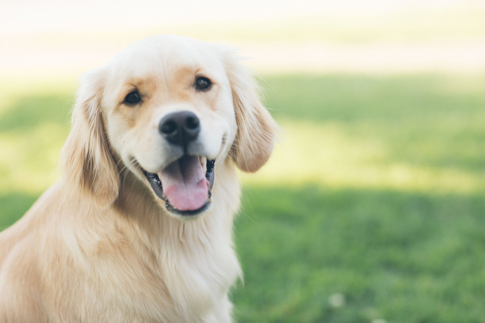 Evita los golpes de Calor de tu Mascota