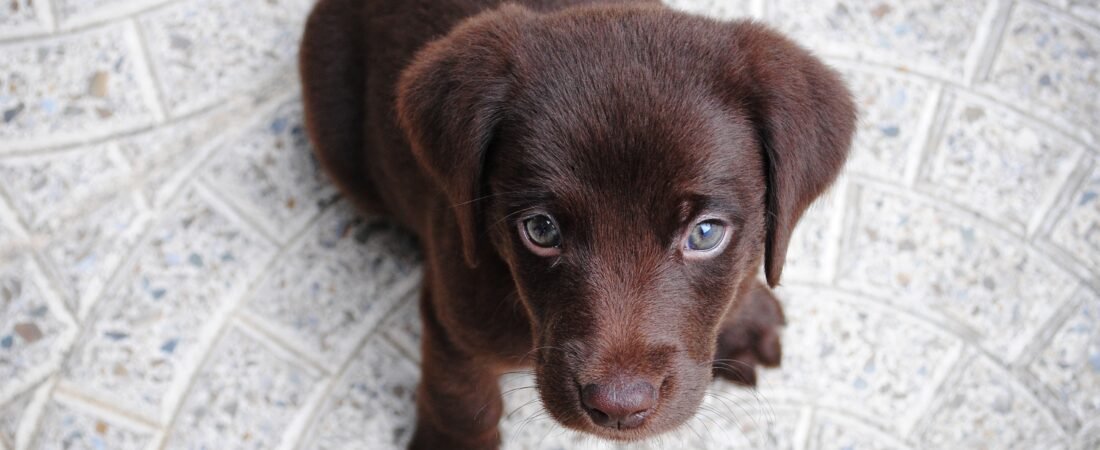 7 Cosas que tu perro sabe de ti