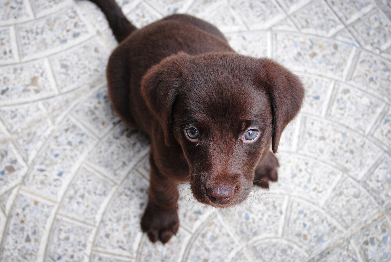 7 Cosas que tu perro sabe de ti
