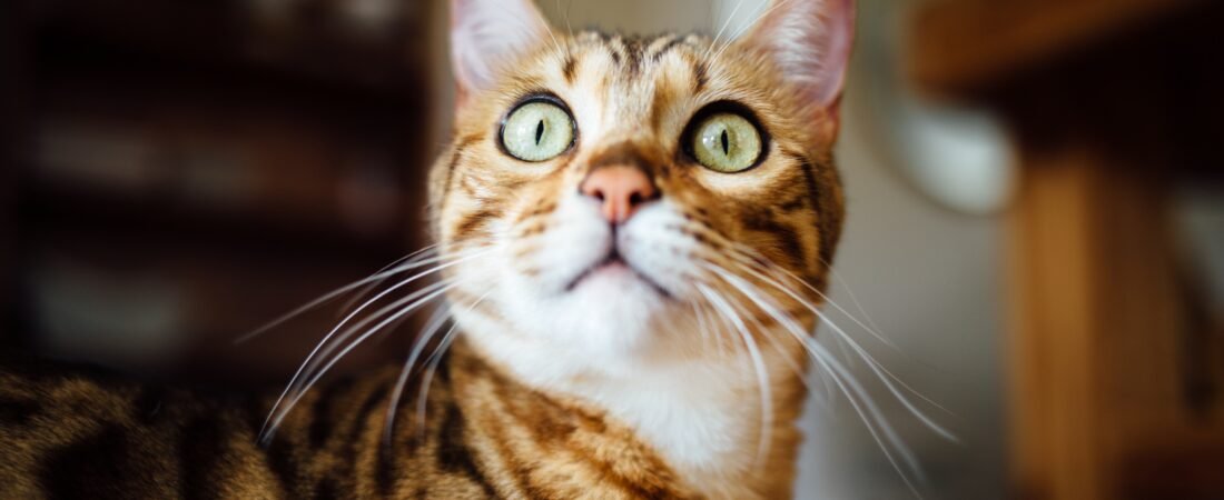 15 datos que no sabías sobre los gatos