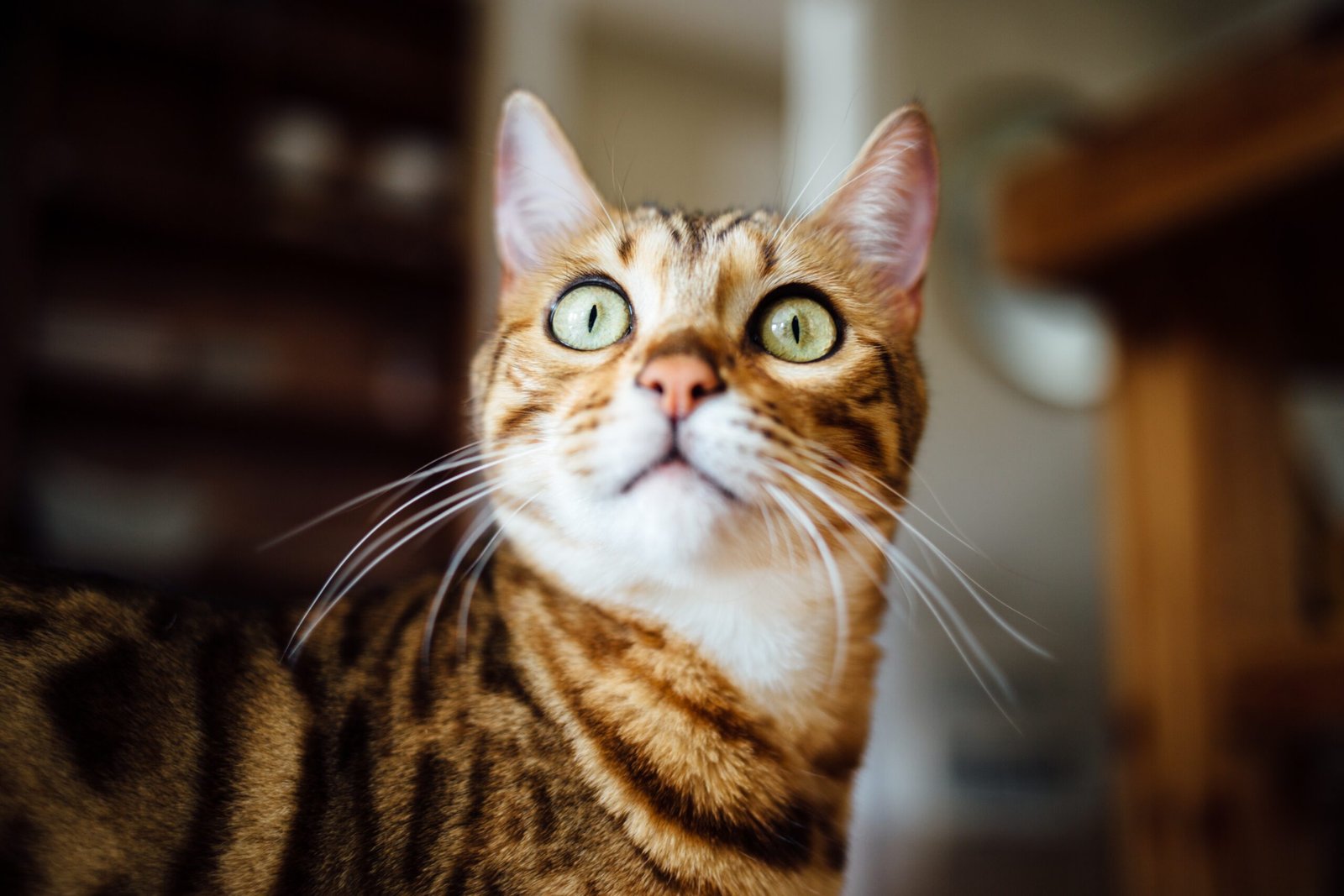 15 datos que no sabías sobre los gatos